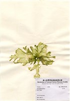 藏品(孔石蓴)的圖片